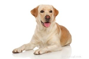 Top 30 Agility Dogs: The Most Trainable Breeds for Competition Success