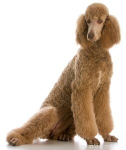 Top 30 Agility Dogs: The Most Trainable Breeds for Competition Success