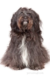Top 30 Agility Dogs: The Most Trainable Breeds for Competition Success