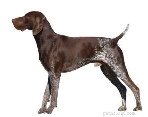Top 30 Agility Dogs: The Most Trainable Breeds for Competition Success