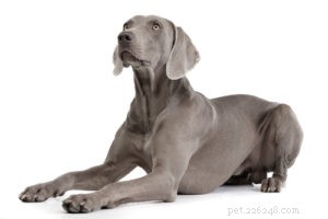 Top 30 Agility Dogs: The Most Trainable Breeds for Competition Success