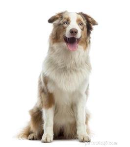 Top 30 Agility Dogs: The Most Trainable Breeds for Competition Success