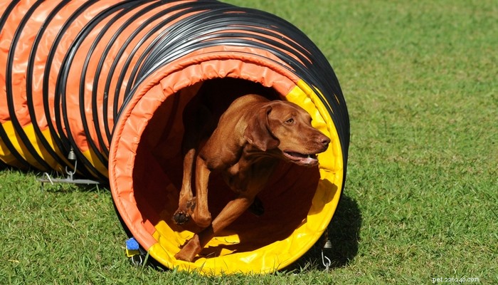 Top 30 Agility Dogs: The Most Trainable Breeds for Competition Success