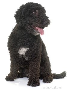 Top 30 Agility Dogs: The Most Trainable Breeds for Competition Success