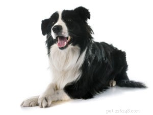 Top 30 Agility Dogs: The Most Trainable Breeds for Competition Success