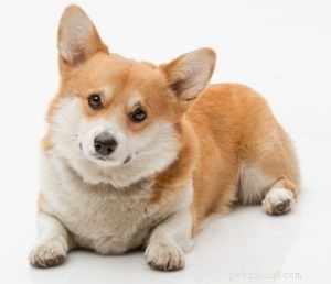Top 30 Agility Dogs: The Most Trainable Breeds for Competition Success