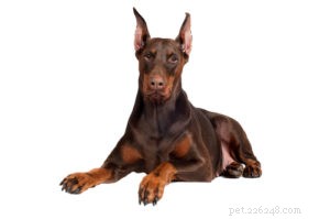 Top 30 Agility Dogs: The Most Trainable Breeds for Competition Success