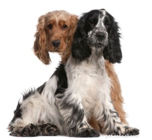 Top 30 Agility Dogs: The Most Trainable Breeds for Competition Success