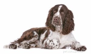 Top 30 Agility Dogs: The Most Trainable Breeds for Competition Success