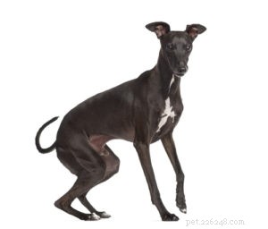 Top 30 Agility Dogs: The Most Trainable Breeds for Competition Success