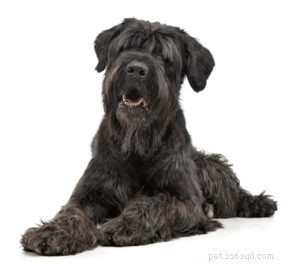 Top 30 Agility Dogs: The Most Trainable Breeds for Competition Success