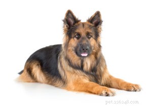 Top 30 Agility Dogs: The Most Trainable Breeds for Competition Success