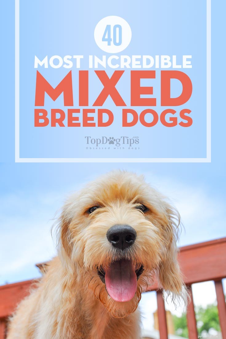 40 Stunning Mixed‑Breed Dogs You’ll Love