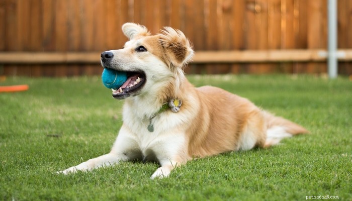 40 Stunning Mixed‑Breed Dogs You’ll Love