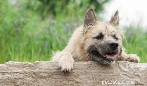 40 Stunning Mixed‑Breed Dogs You’ll Love