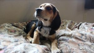 40 Stunning Mixed‑Breed Dogs You’ll Love