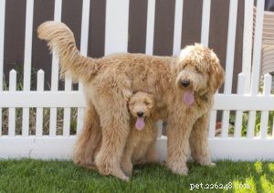 40 Stunning Mixed‑Breed Dogs You’ll Love