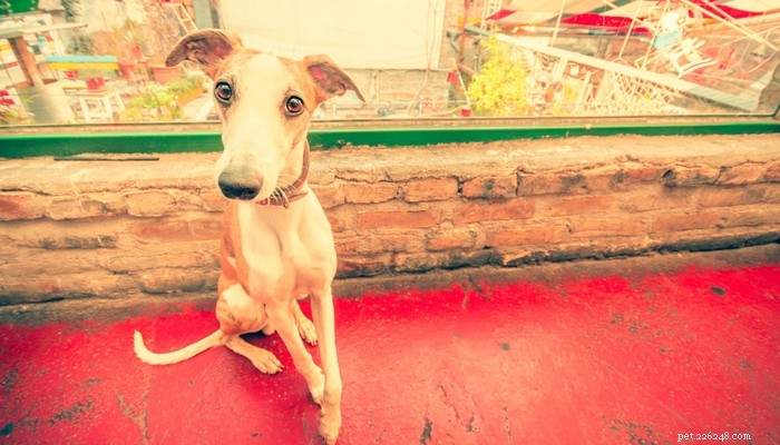 40 Stunning Mixed‑Breed Dogs You’ll Love