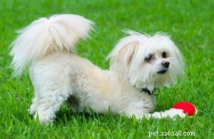 40 Stunning Mixed‑Breed Dogs You’ll Love