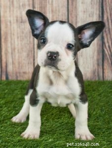 40 Stunning Mixed‑Breed Dogs You’ll Love