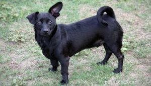 40 Stunning Mixed‑Breed Dogs You’ll Love