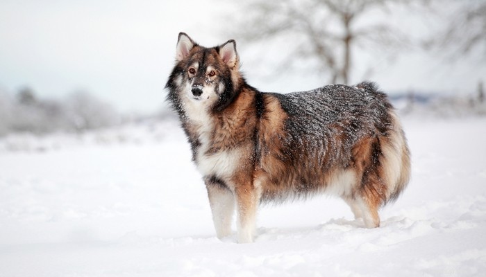 40 Stunning Mixed‑Breed Dogs You’ll Love