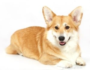 40 Stunning Mixed‑Breed Dogs You’ll Love
