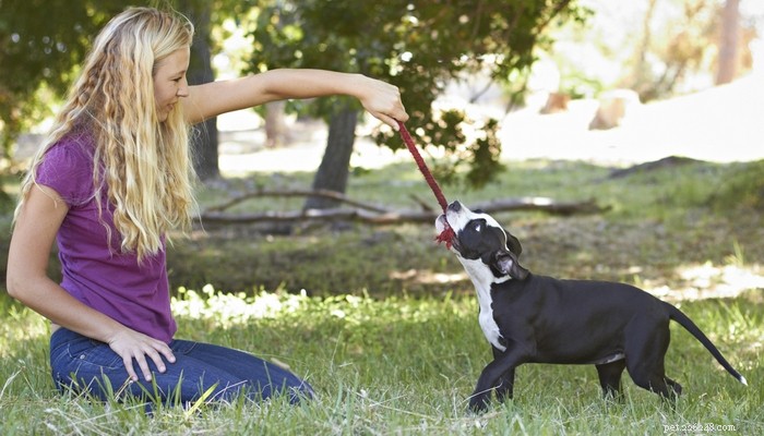 23 Proven Pit Bull Facts: Why Adopting One Makes Sense