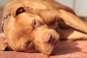 23 Proven Pit Bull Facts: Why Adopting One Makes Sense
