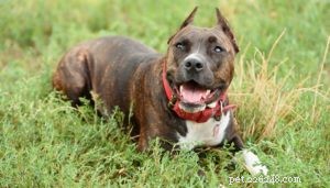23 Proven Pit Bull Facts: Why Adopting One Makes Sense