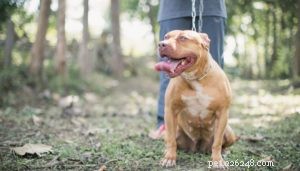 23 Proven Pit Bull Facts: Why Adopting One Makes Sense