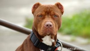 23 Proven Pit Bull Facts: Why Adopting One Makes Sense