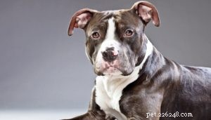 23 Proven Pit Bull Facts: Why Adopting One Makes Sense