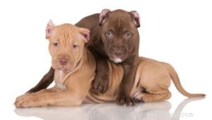 23 Proven Pit Bull Facts: Why Adopting One Makes Sense