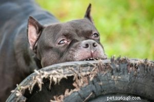 23 Proven Pit Bull Facts: Why Adopting One Makes Sense