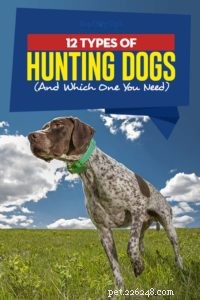 Choosing the Right Hunting Dog: 12 Breeds Explained