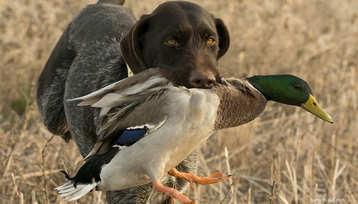 Choosing the Right Hunting Dog: 12 Breeds Explained