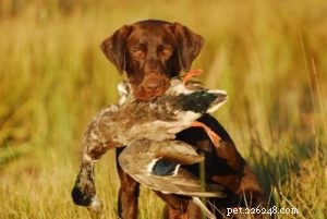 Choosing the Right Hunting Dog: 12 Breeds Explained