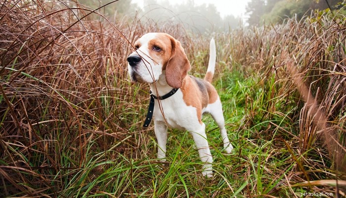 Choosing the Right Hunting Dog: 12 Breeds Explained