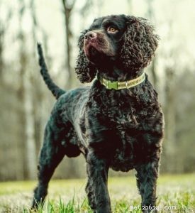 Choosing the Right Hunting Dog: 12 Breeds Explained