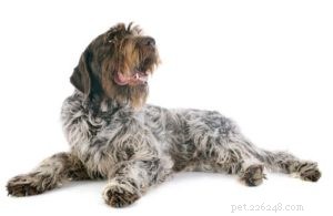 Choosing the Right Hunting Dog: 12 Breeds Explained
