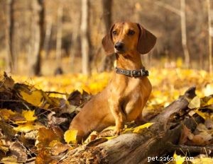 Choosing the Right Hunting Dog: 12 Breeds Explained