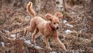 Choosing the Right Hunting Dog: 12 Breeds Explained