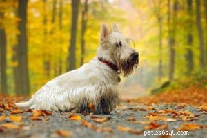 Choosing the Right Hunting Dog: 12 Breeds Explained