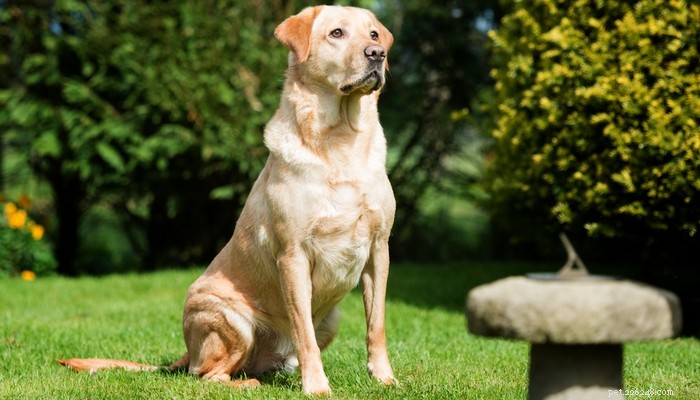 Goldador: The Ultimate Blend of Golden Retrievers and Labradors