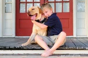 Goldador: The Ultimate Blend of Golden Retrievers and Labradors