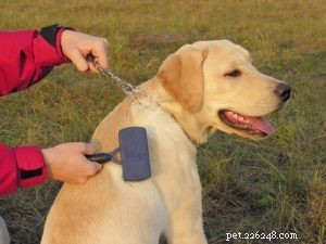 Goldador: The Ultimate Blend of Golden Retrievers and Labradors
