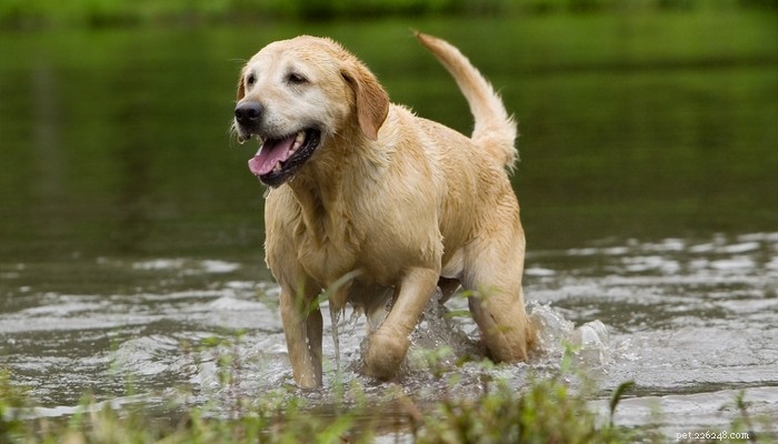 Goldador: The Ultimate Blend of Golden Retrievers and Labradors
