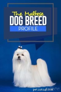 Maltese Dog Breed: The Elegant Companion Every Home Needs