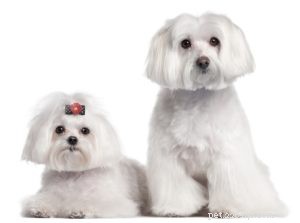 Maltese Dog Breed: The Elegant Companion Every Home Needs